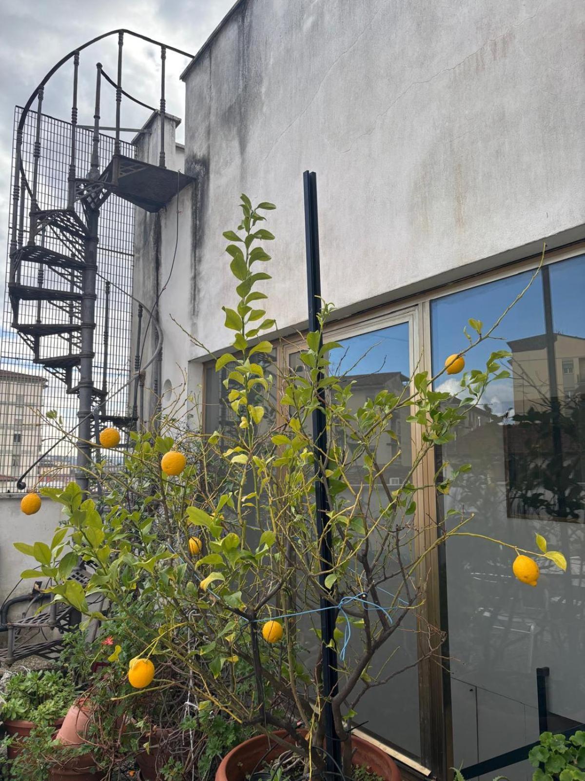 向日葵之家酒店 佛罗伦萨 外观 照片